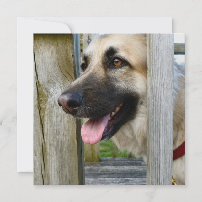 Cartão Frado (Frente)