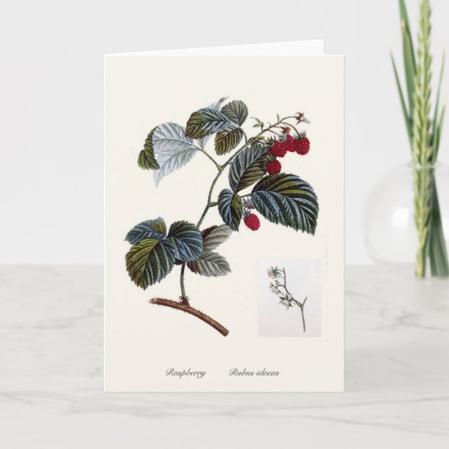 Cartão Framboesa (Frente)