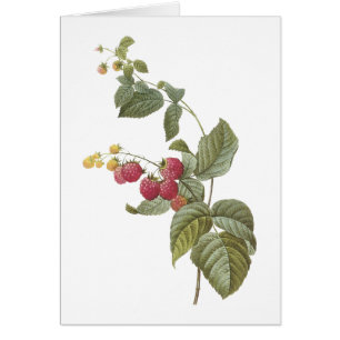 Cartão framboesa (Rubus sp.) por Redouté