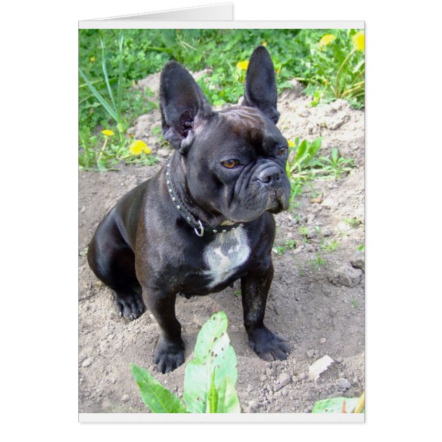 Cartão franch buldog-sat.png (Frente)