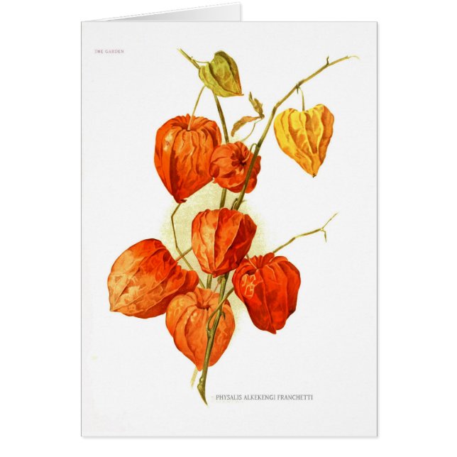 Cartão Franchetti do alkekengi do Physalis (Frente)