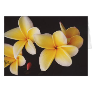 Cartão Frangipani