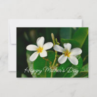 Cartão Frangipani Branco