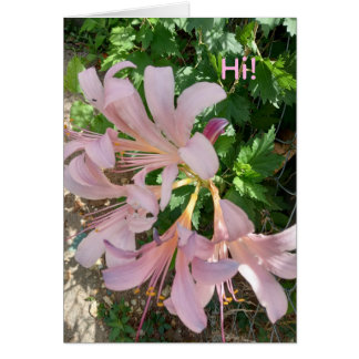 Cartão Freesia in natural world setting. Pinkish-lavender