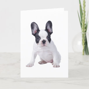 Cartão Frenchie - French bulldog puppy