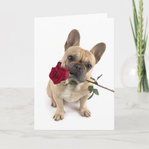 Cartão Frenchie Valentine – Grande Amor em uma Pequena Em