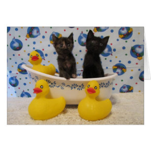 Cartão Friccione gatinhos e patos de um Dub do Dub em uma