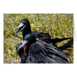 Cartão Frigatebird