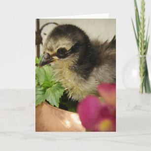 Cartão Frizzle Chick in Flowers