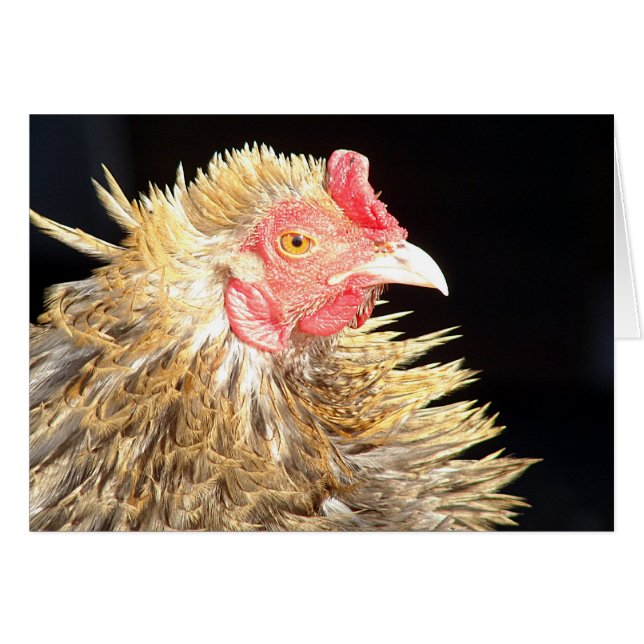 Cartão Frizzle Roo (Frente Horizontal)