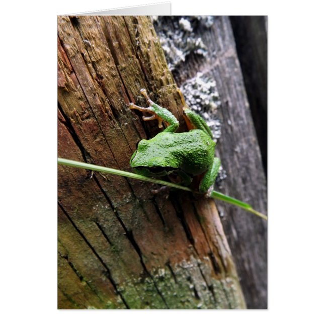 Cartão Froggy v (Frente)