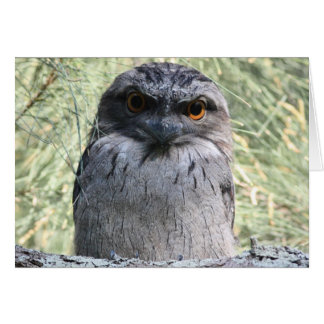 Cartão Frogmouth Tawny