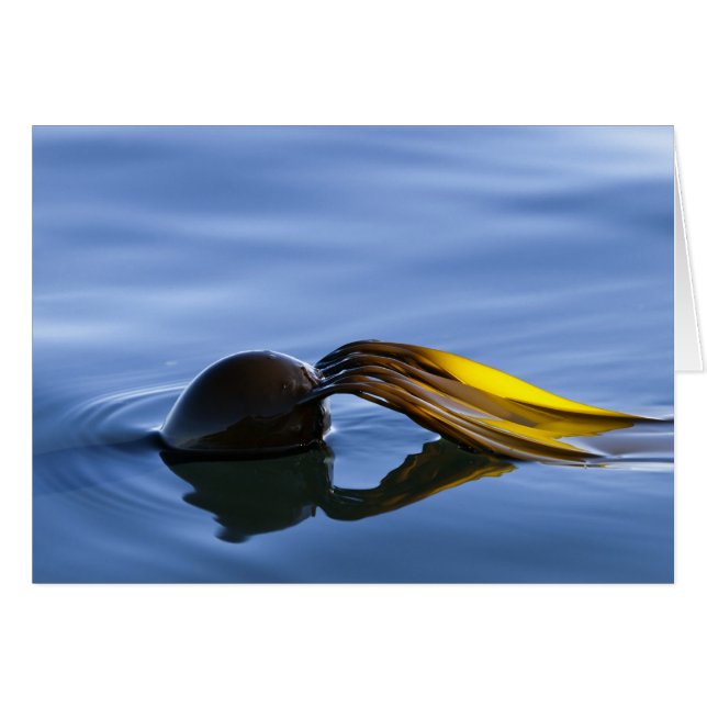 Cartão Fronteiras do ouro (Frente Horizontal)