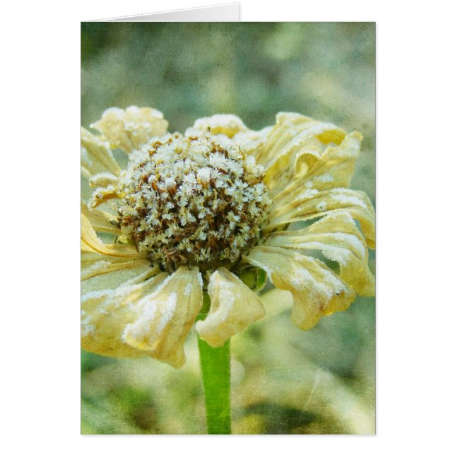 Cartão Frosty Zinna (Frente)