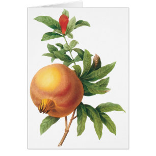 Cartão Fruta de Comida da Vintage, Pomegranato por Redout