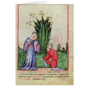 Cartão Fruta de Mandrake, from Tacuinum Sanitatis