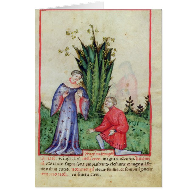 Cartão Fruta de Mandrake, from Tacuinum Sanitatis (Frente)