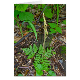 Cartão Fruticultura da Cascavel Fern (Botrypus virginianu