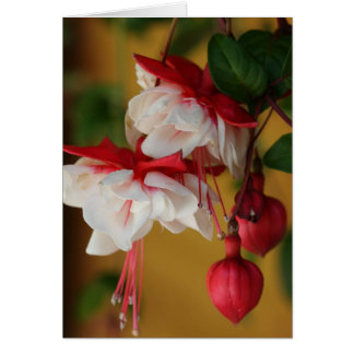 Cartão Fuchsia Blooms!