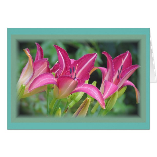 Cartão Fuchsia Dreams - Daylily (Frente Horizontal)