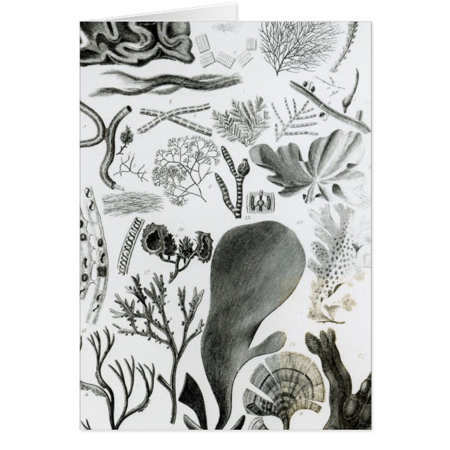 Cartão Fuco de Conferra (Frente)