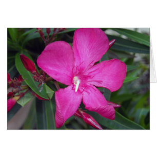 Cartão Fucshia Oleander Photo