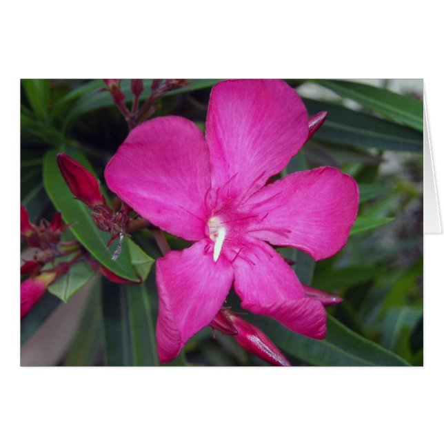 Cartão Fucshia Oleander Photo (Frente Horizontal)