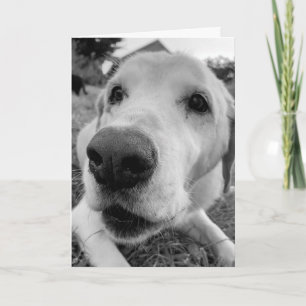 Cartão fun and up close of Ed the old yellow lab