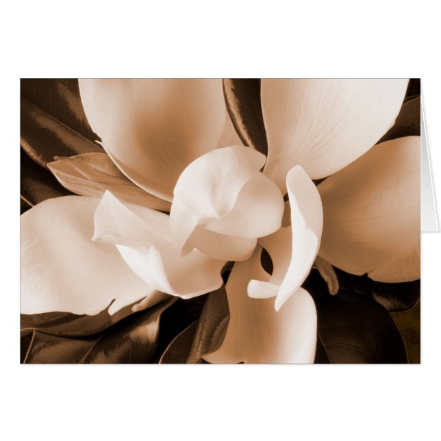 Cartão Fundo Preto da Flor da Magnésia Branca (Frente Horizontal)