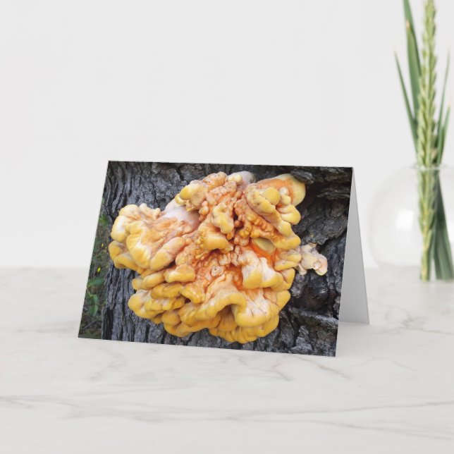 Cartão Fungo Laranja (Frente)