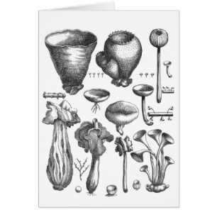 Cartão Fungos