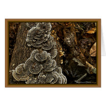 Fungos: Se nós amamos a natureza: há beleza em tod