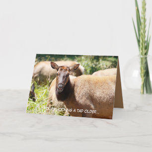 Cartão Funny Birthday card featuring elk