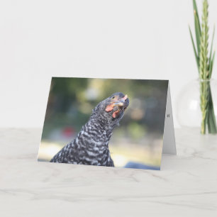 Cartão Funny Chicken Greeting Card