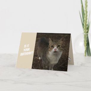 Cartão Funny Kitty Birthday Card