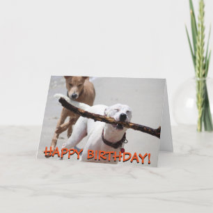 Cartão Funny playing dogs greetings card