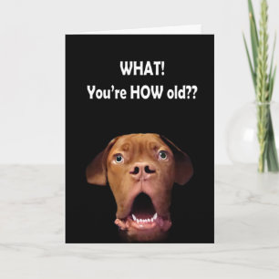 Cartão funny surprised dog birthday card french mastiff