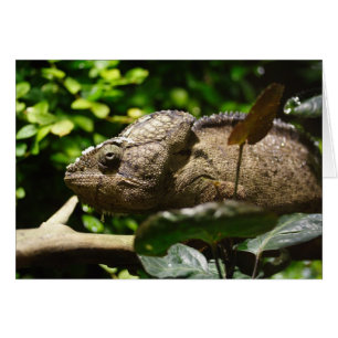 Cartão Furcifer oustaleti