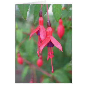 Cartão Fuschia, Irlanda