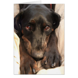 Cartão Gabby, o Cão de Emergência (Cartão de Vazio)