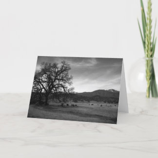 Cartão Gado ao norte de Stonyford, Colusa County, CA,