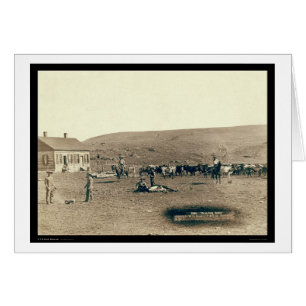 Cartão Gado de marcagem com ferro quente SD 1891