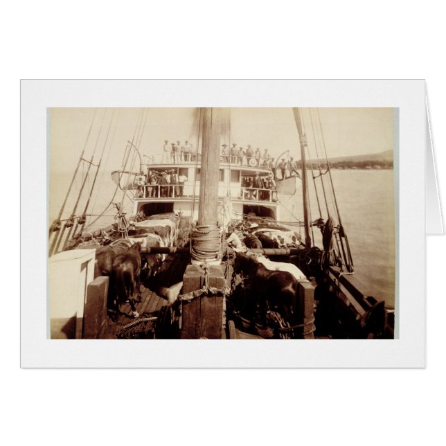 Cartão Gado de Transporte no W.G. Hall', Havaí, anos 1890 (Frente Horizontal)