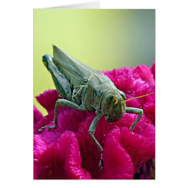 Cartão Gafanhoto em Cockscomb (Frente)