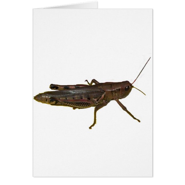 Cartão Gafanhoto gigante (Frente)