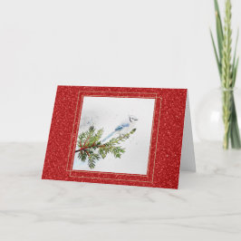 Cartão Gaio-azul em um galho de pinheiro de Natal