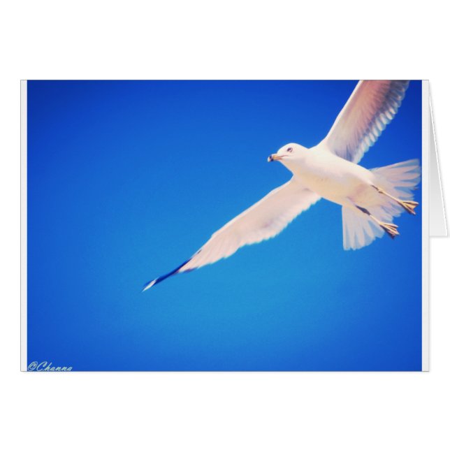 Cartão Gaivota que sobe através do céu (Frente Horizontal)