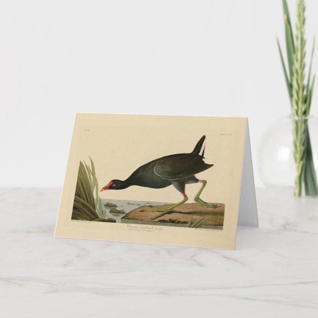 Cartão Galáculo Comum das Aves da América de Audubon (Frente)