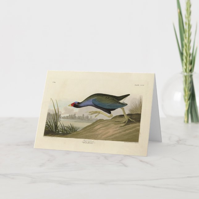 Cartão Galáculo Roxo das Aves da América de Audubon (Frente)