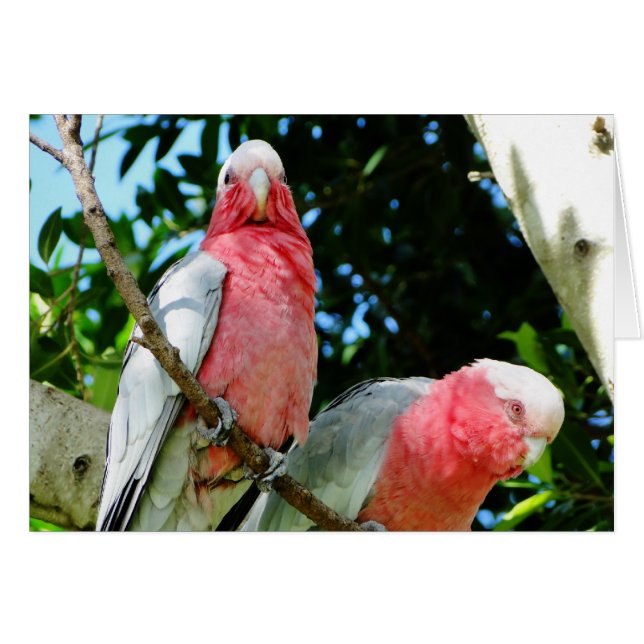 Cartão Galahs (Cockatoos assados por Rosa/roseados) (Frente Horizontal)